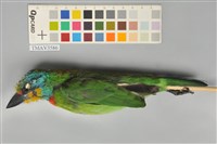 藏品(五色鳥)的圖片